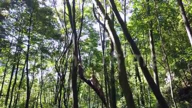 中国野生猴子爬树